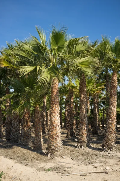 Granja de palmeras —  Fotos de Stock