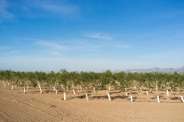 Olive tree arboretum — Stock Photo, Image