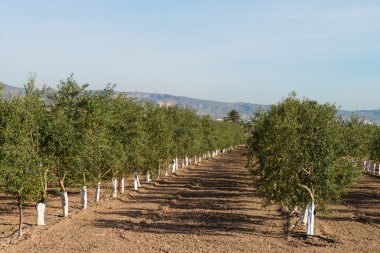 Zeytin ağacı fidanlığı