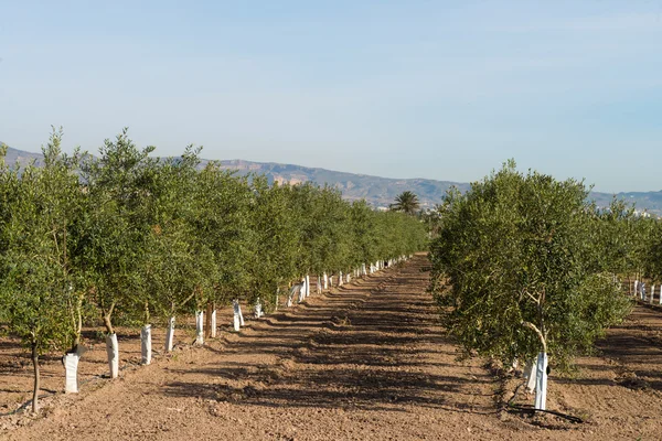 Оливкове дерево плантації — стокове фото