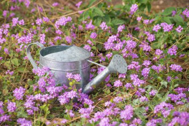 ilkbaharda çiçek yatak