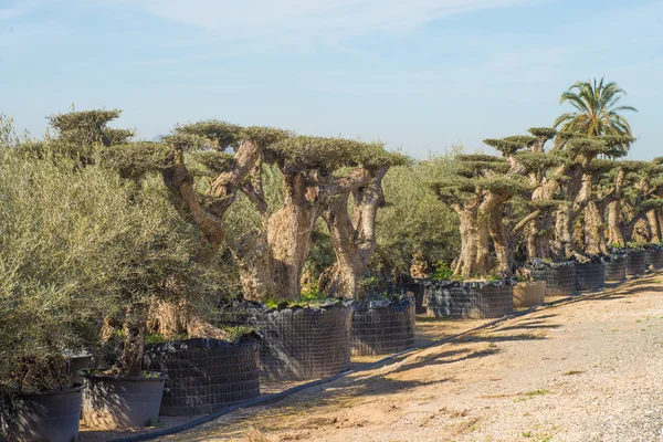 Arboreto — Fotografia de Stock