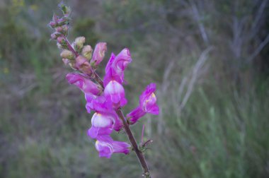 Figwort