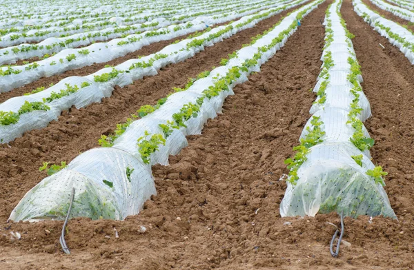 Plastic mulch — Stock Photo, Image