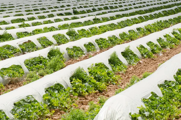 Vegetabiliskt jordbruk — Stockfoto