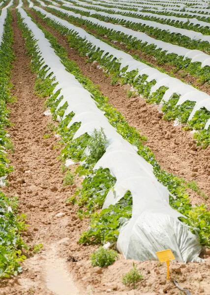 Plantaardige plantage — Stockfoto