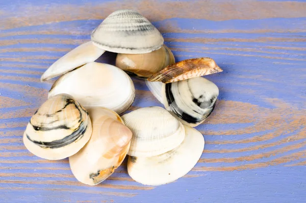 Shells — Stock Photo, Image