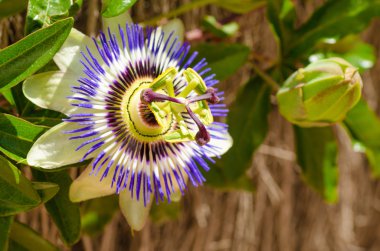 Passionflower and bud clipart