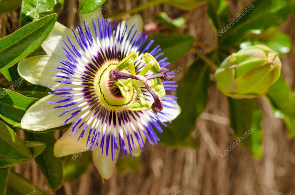 Passionflower and bud Stock Photo by ©OlafSpeier 24903665