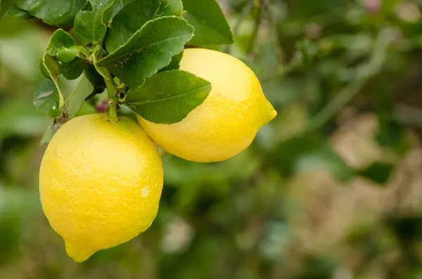 Спелые лимоны — стоковое фото