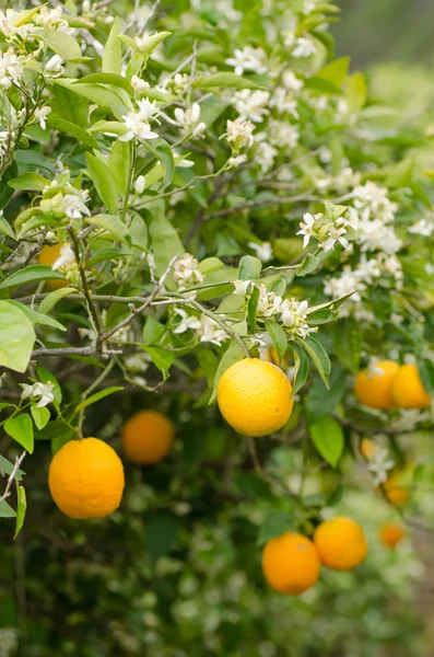 Azahar blossom — Stock Photo, Image