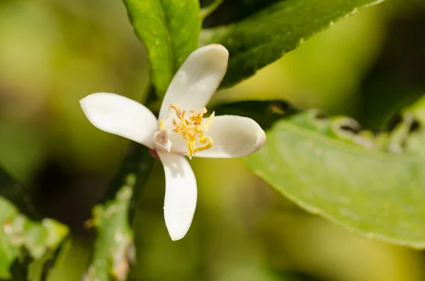 Azahar flower