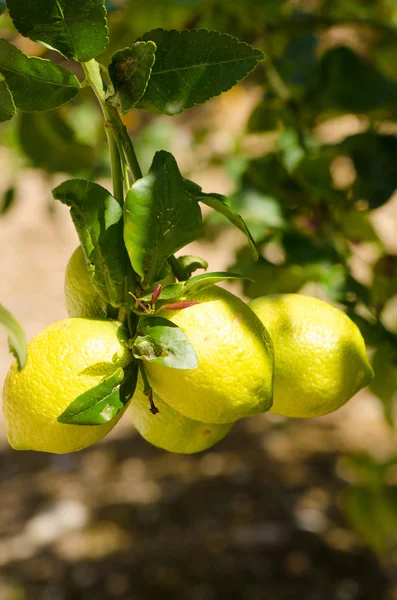 Citron trädgren — Stockfoto