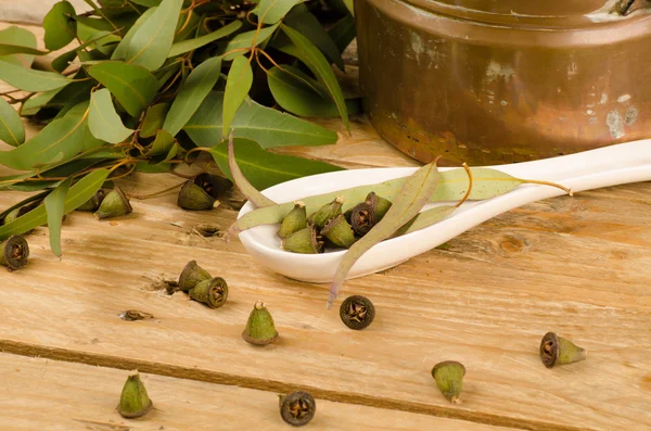 Medicinal eucalyptus — Stock Photo, Image