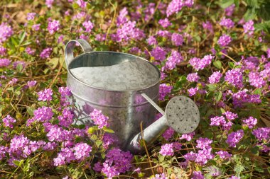 ilkbaharda çiçek yatak