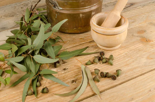 Medizinischer Eukalyptus — Stockfoto