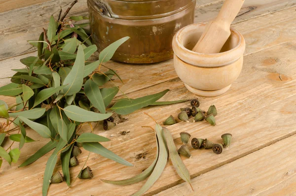 Medicinal eucalyptus Stock Photo