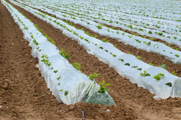 Plastic mulch — Stock Photo, Image