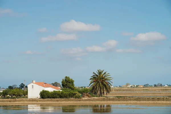 Lanskap Delta Ebro — Stok Foto