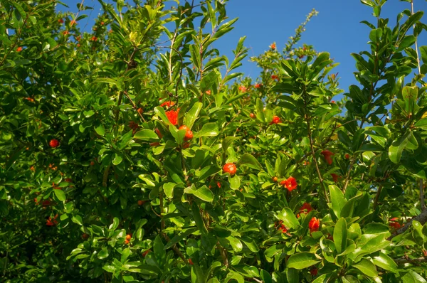 Pomegranate blossom — Stock Photo, Image