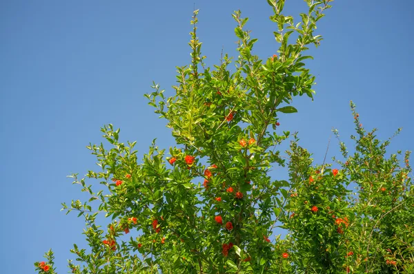 Pomegranate branches — Stock Photo, Image