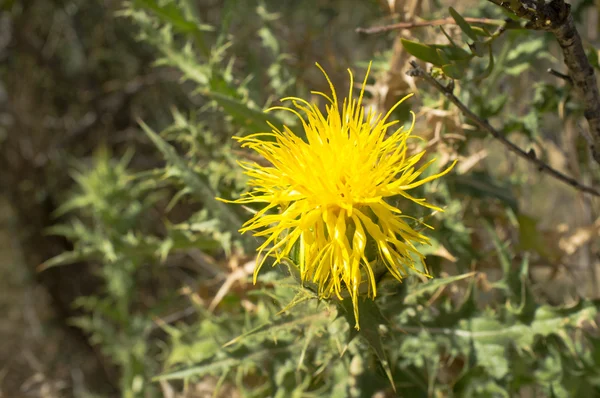 Kwiat ostu żółty — Zdjęcie stockowe