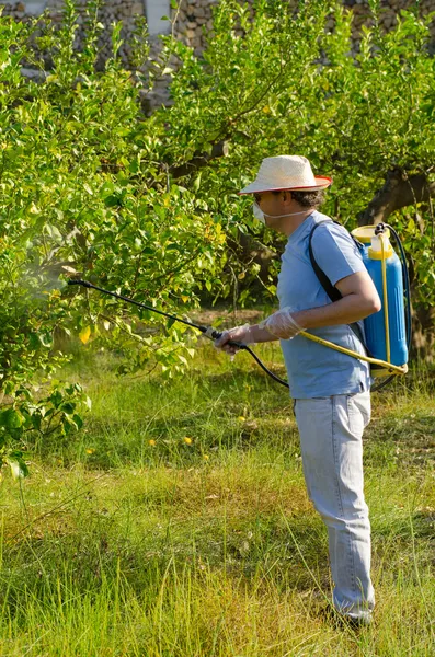 Ψεκασμό μια φυτεία λεμόνι — Φωτογραφία Αρχείου