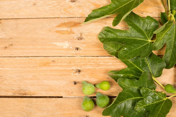 Fig blad och frukt — Stockfoto