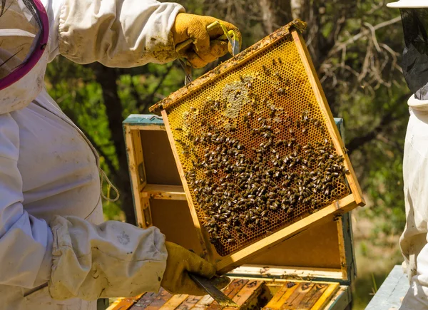 Пчеловод — стоковое фото