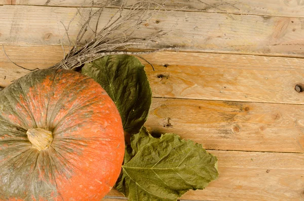 Pumpkin background — Stock Photo, Image