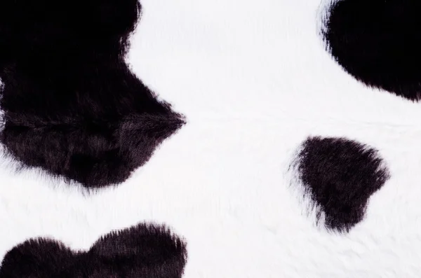 Чорно-біла шкіра корови — стокове фото