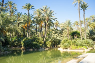 Alicante palmiye park