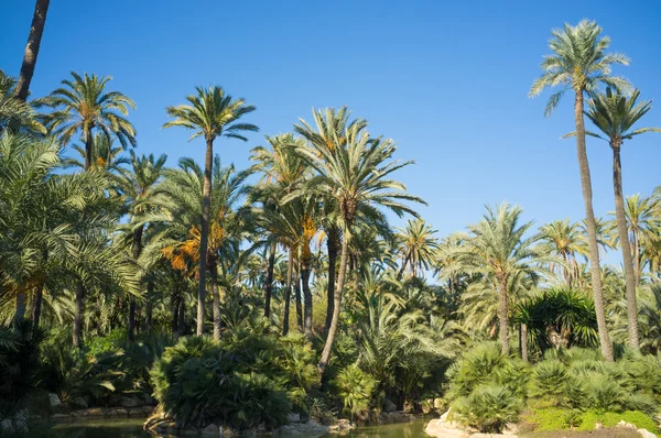 Parque de palmeras Alicante — Foto de Stock