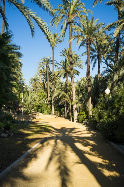 Sunny palm garden — Stock Photo, Image