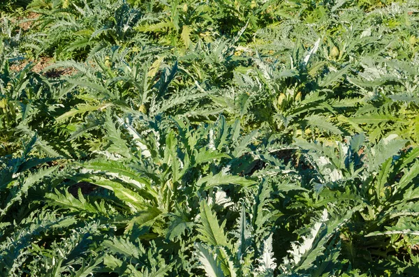 Plantación de alcachofa —  Fotos de Stock