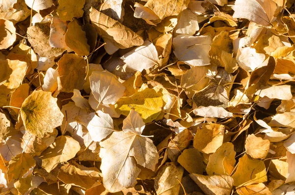 Autumn leaves — Stock Photo, Image