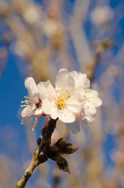 Almond tree flower — Stock Photo, Image