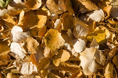 Sonbahar Yaprakları