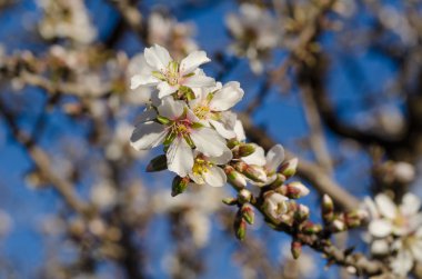 badem ağacı dalları