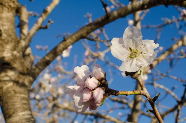 White almond flower — Stock Photo, Image