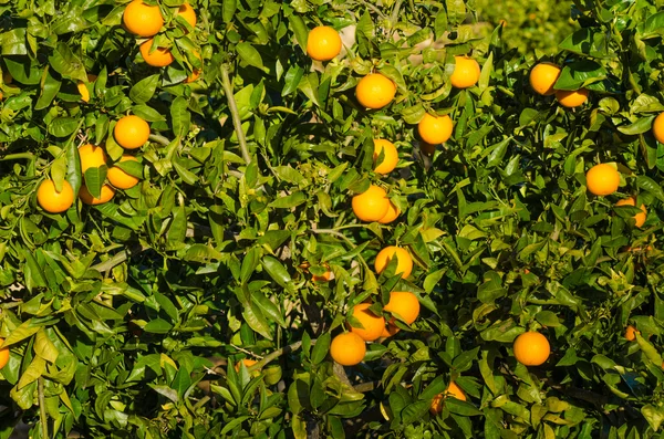 Orange tree — Stock Photo, Image