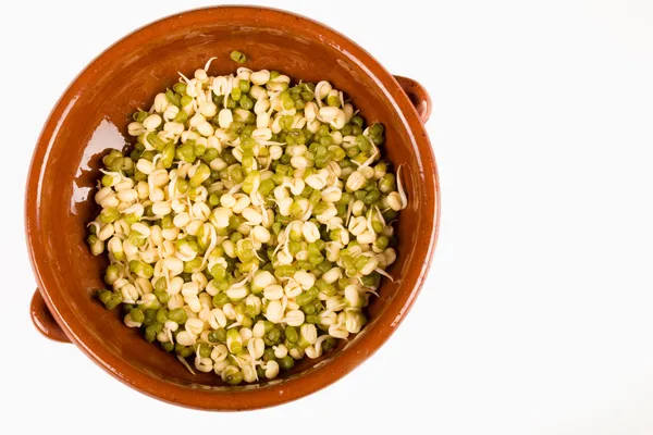 Soy sprouts — Stock Photo, Image