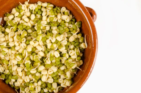 Soy sprouts — Stock Photo, Image