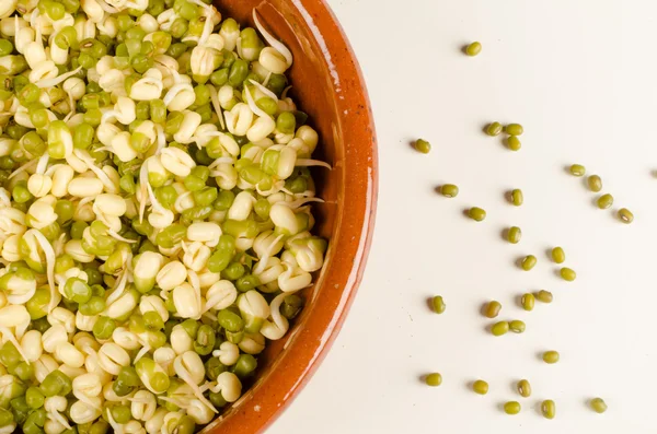 Soy bean sprouts — Stock Photo, Image