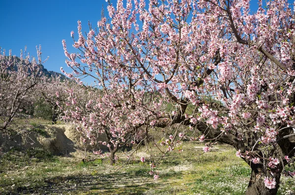 Almendros — Foto de Stock