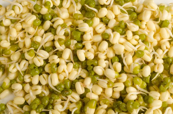 Soy sprouts — Stock Photo, Image