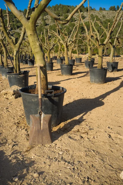 Spade in a tree nursery — Stock Photo, Image