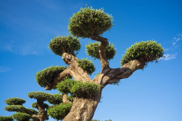 Ornamental olive tree — Stock Photo, Image