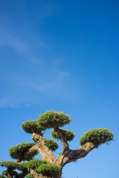 Ozdobne drzewa oliwnego — Zdjęcie stockowe