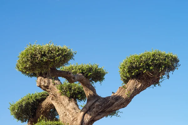 Ozdobne drzewa oliwnego — Zdjęcie stockowe
